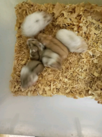 tamed hamsters for sale